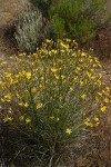 Slender Hawksbeard