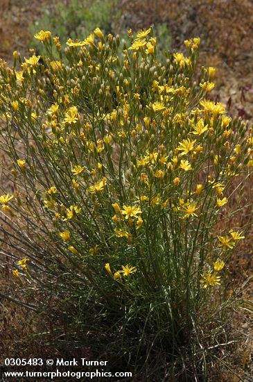 Crepis atribarba