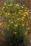 Slender Hawksbeard