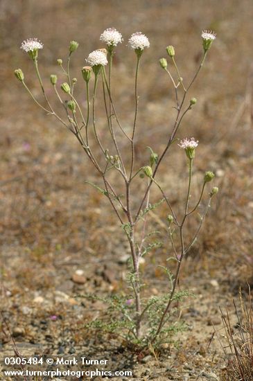 Chaenactis douglasii