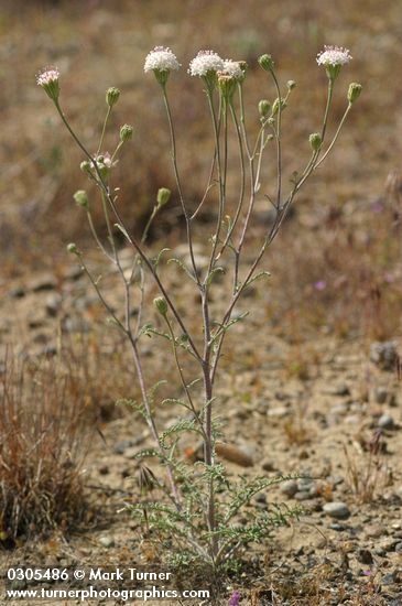 Chaenactis douglasii