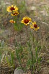 Blanket Flower