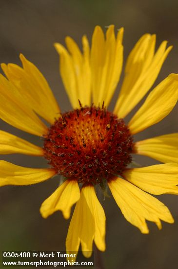 Gaillardia aristata