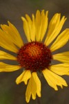 Blanket Flower blossom detail