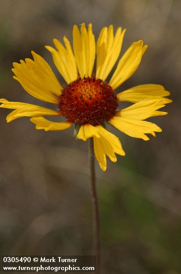 Gaillardia aristata