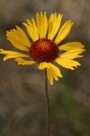 Blanket Flower blossom