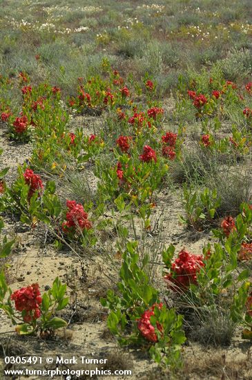 Rumex venosus