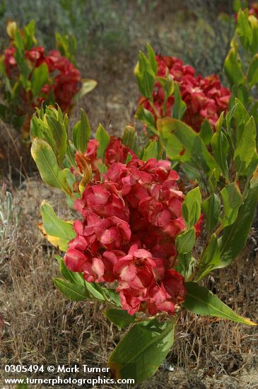 Rumex venosus