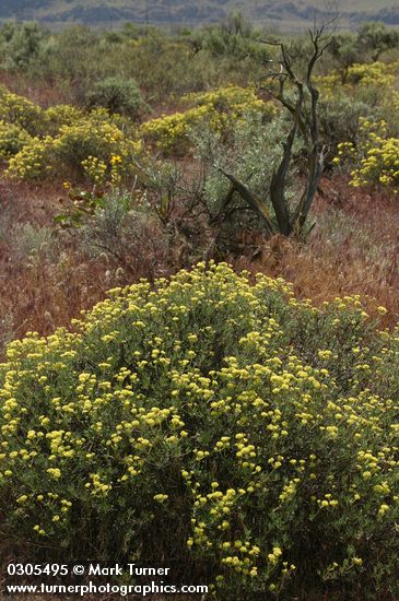 Eriogonum sphaerocephalum; Artemisia tridentata