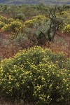 Round-headaed Desert Buckwheat among Big Sagebrush