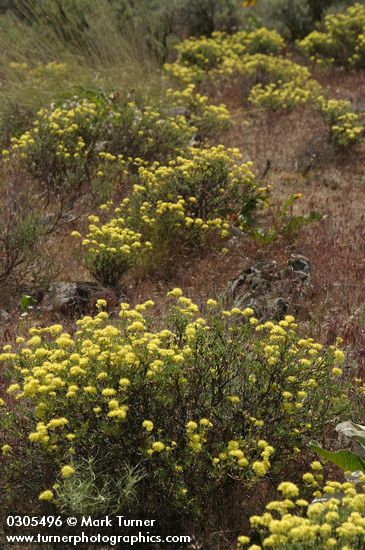 Eriogonum sphaerocephalum