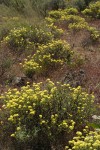 Round-headaed Desert Buckwheat