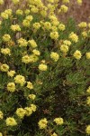 Round-headaed Desert Buckwheat blossoms & foliage