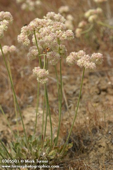 Eriogonum strictum ssp. proliferum var. proliferum