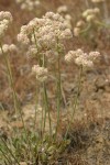 Strict Desert Buckwheat