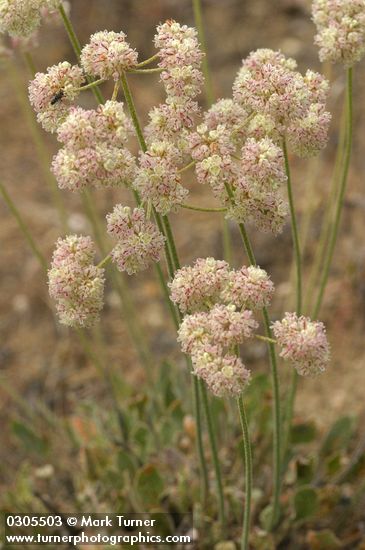 Eriogonum strictum ssp. proliferum var. proliferum