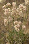 Strict Desert Buckwheat blossoms detail