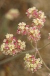 Strict Desert Buckwheat extreme detail