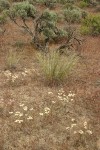 Strict Desert Buckwheat among Bluebunch Wheatgrass & Big Sagebrush