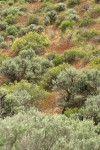 Big Sagebrush & Bitter Brush w/ Cheatgrass