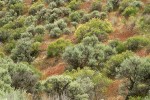 Big Sagebrush & Bitter Brush w/ Cheatgrass