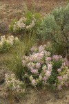 Columbia Milk-vetch w/ Bluebunch Wheatgrass & Big Sagebrush