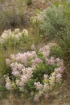 Columbia Milk-vetch w/ Bluebunch Wheatgrass & Big Sagebrush