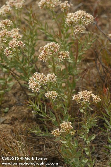 Comandra umbellata