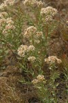 Bastard Toad-flax