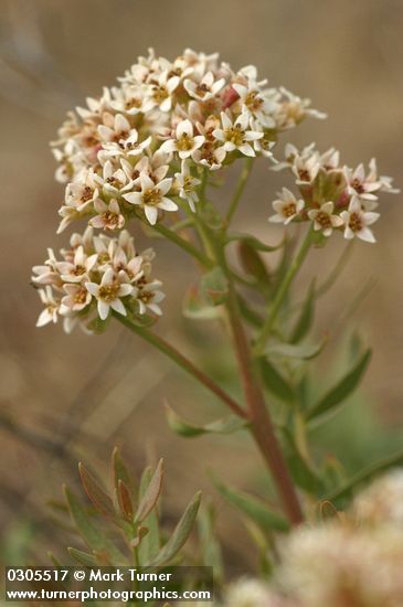 Comandra umbellata