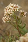 Bastard Toad-flax blossoms & foliage detail