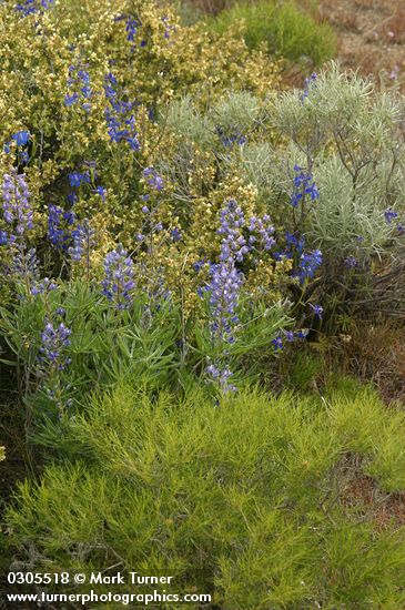 Lupinus bingenensis var. subsaccatus (L. sulphureus var. subsaccatus); Delphinium nuttallianum; Purshia tridentata; Artemisia tridentata; Sarcobatus vermiculatus