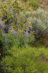 Lupines & Delphiniums among Greasewood, Big Sagebrush, and Bitter Brush