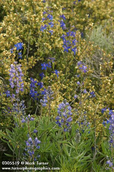 Lupinus bingenensis var. subsaccatus (L. sulphureus var. subsaccatus); Delphinium nuttallianum; Purshia tridentata