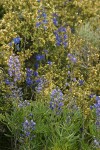 Lupines & Delphiniums w/ Bitter Brush