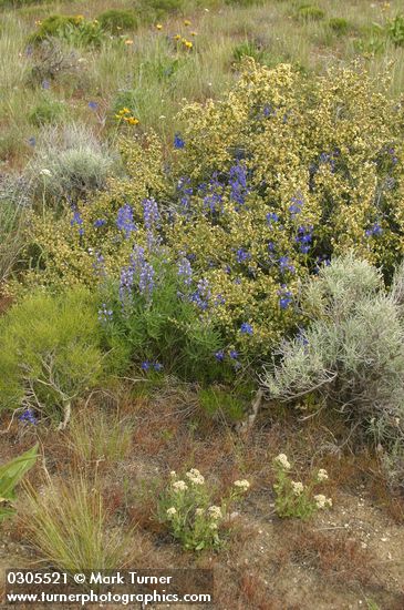 Lupinus bingenensis var. subsaccatus (L. sulphureus var. subsaccatus); Delphinium nuttallianum; Purshia tridentata; Artemisia tridentata; Sarcobatus vermiculatus; Comandra umbellata; Agropyron spicatum