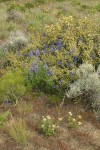 Lupines & Delphiniums among Bitter Brush w/ Greasewood, Big Sagebrush, Bastard Toadflax, Bluebunch Wheatgrass