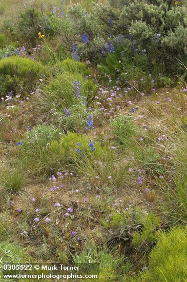 Lupinus bingenensis var. subsaccatus (L. sulphureus var. subsaccatus); Delphinium nuttallianum; Artemisia tridentata; Sarcobatus vermiculatus; Phacelia linearis; Agropyron spicatum