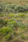 Lupines & Delphiniums among Greasewood, Big Sagebrush, Thread-leaf Phacelia, Bluebunch Wheatgrass