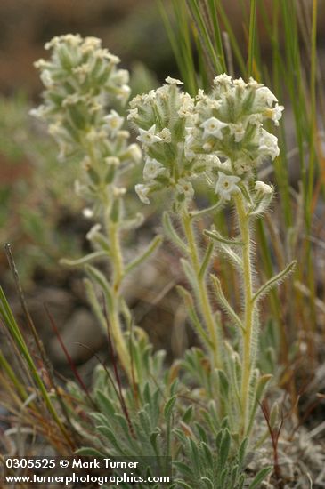 Cryptantha leucophaea