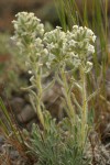 Gray Cryptantha