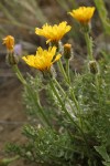 Low Hawksbeard