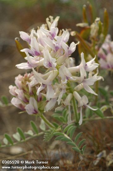 Astragalus succumbens