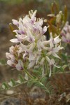 Columbia Milk-vetch blossoms & foliage detail