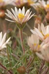 Showy Townsendia blossom & foliage detail