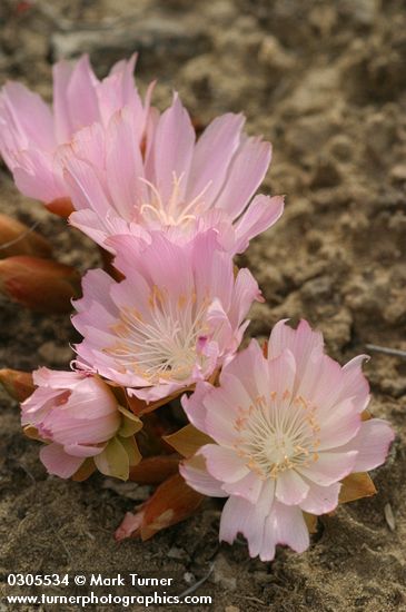 Lewisia rediviva