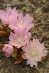 Bitter Root blossoms (pink form)