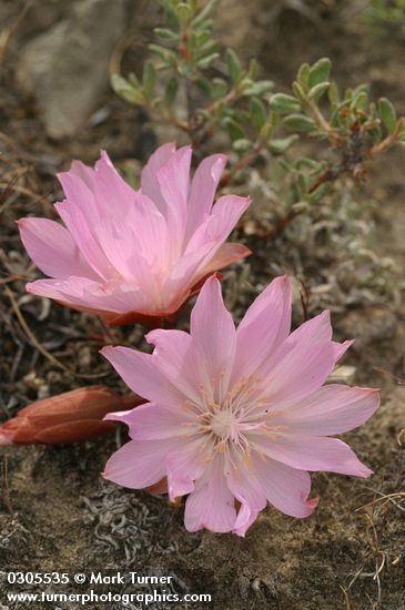 Lewisia rediviva