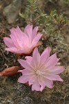 Bitter Root blossoms (pink form)