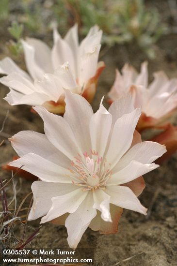 Lewisia rediviva